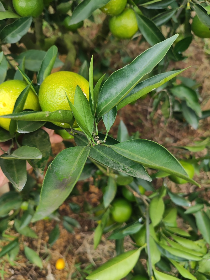 四川仁寿特早蜜桔，达芬，新津。果面干净，味道甜