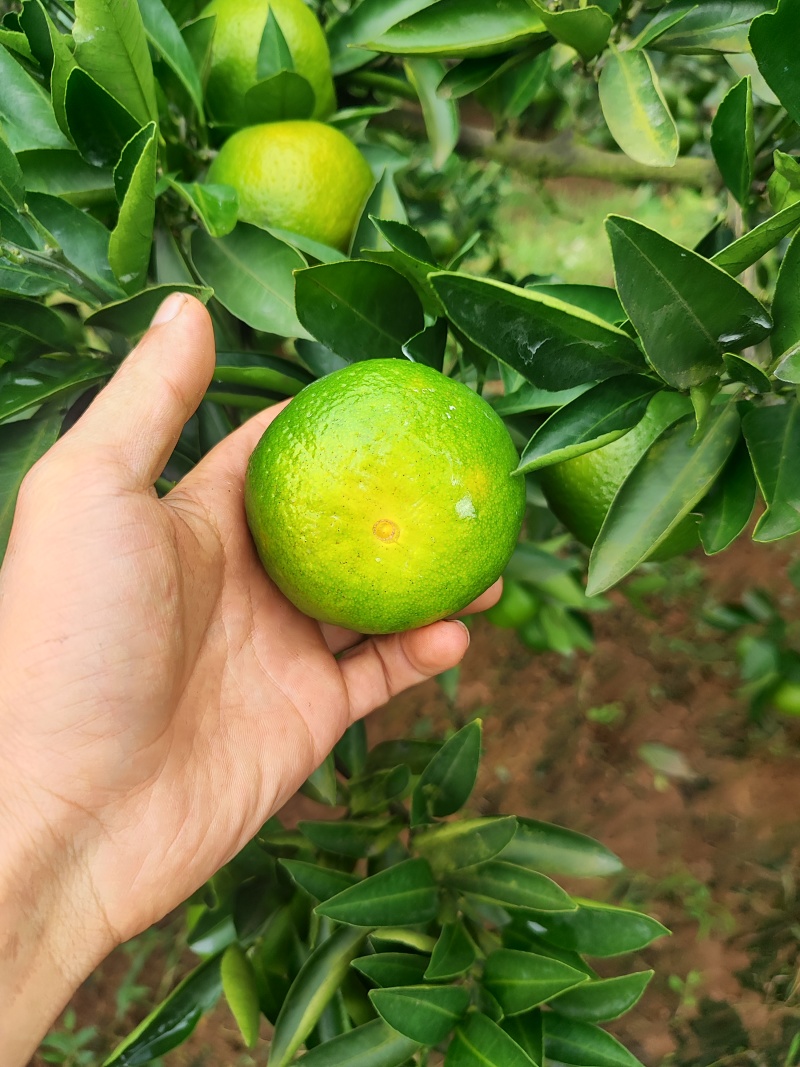 四川仁寿特早蜜桔，达芬，新津。果面干净，味道甜