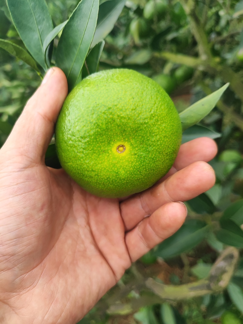 四川仁寿特早蜜桔，达芬，新津。果面干净，味道甜