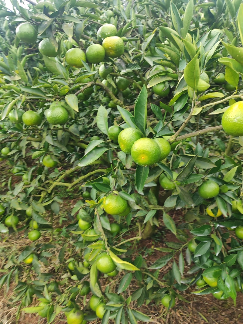四川仁寿特早蜜桔，达芬，新津。果面干净，味道甜