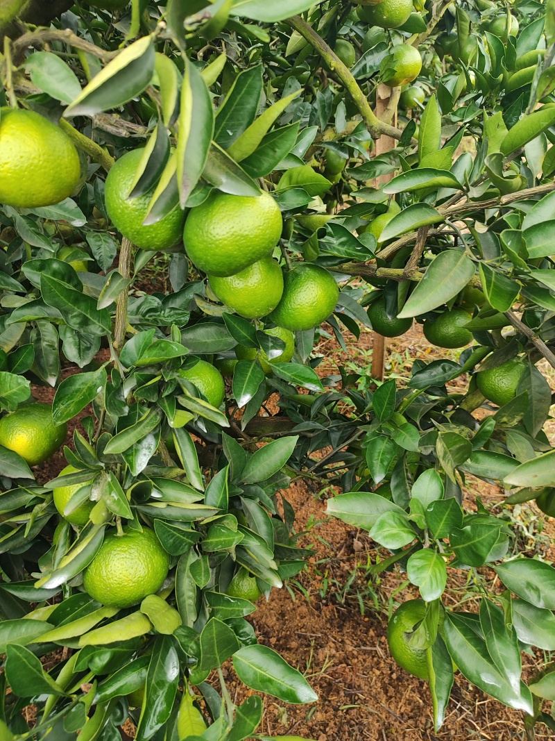 四川仁寿特早蜜桔，达芬，新津。果面干净，味道甜