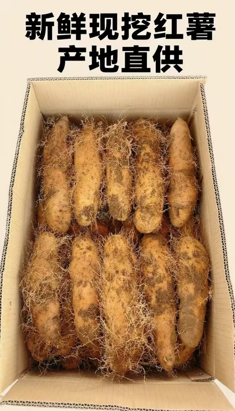 湛江毛薯