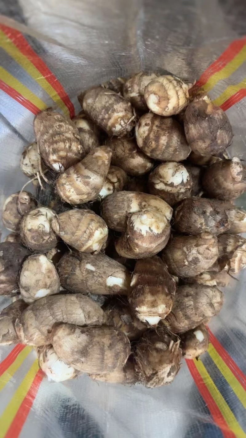 芋头毛芋头8520芋头批发电商市场价格低