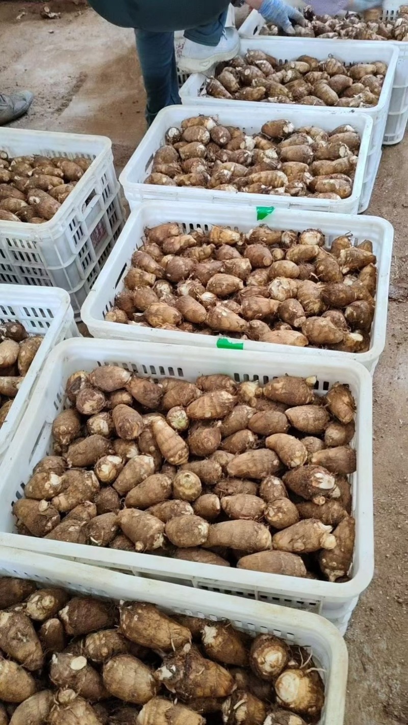 芋头毛芋头8520芋头批发电商市场价格低