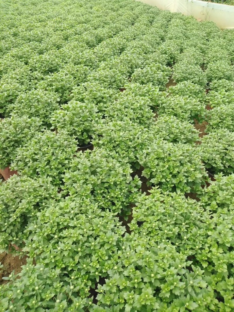 球菊大菊花