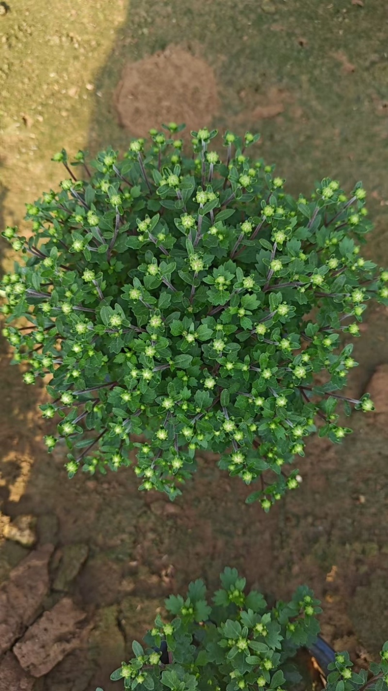 球菊大菊花