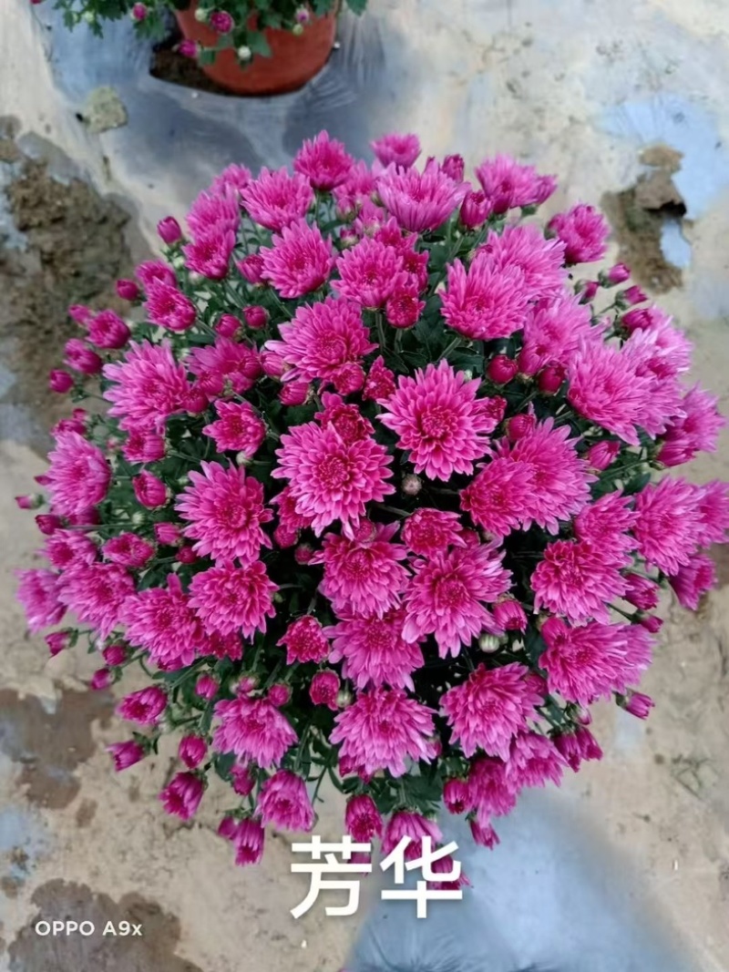 球菊大菊花