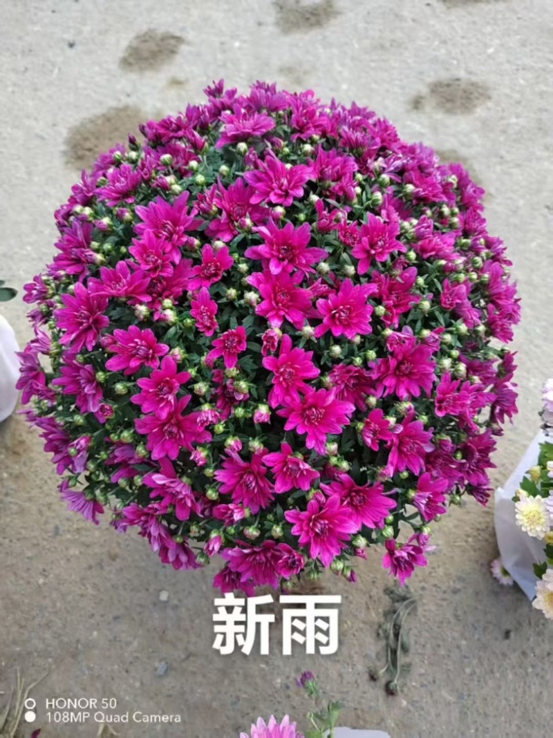 球菊大菊花