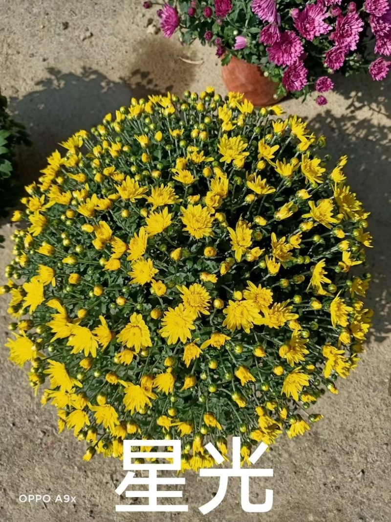 球菊大菊花