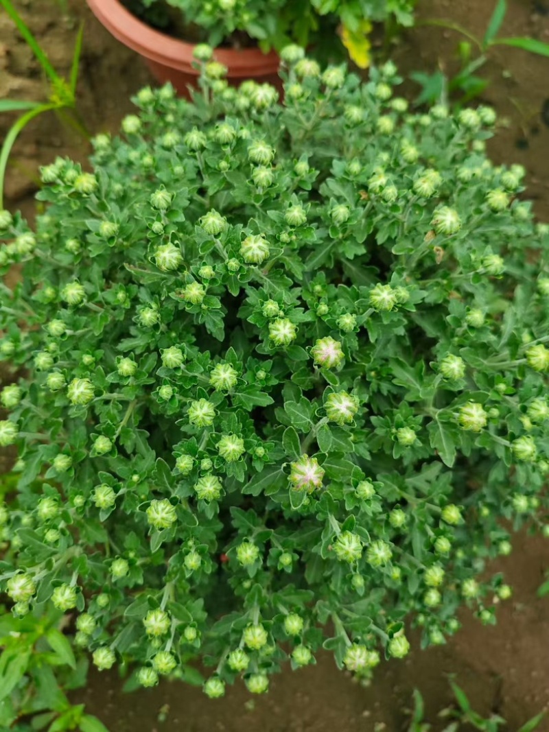 球菊大菊花