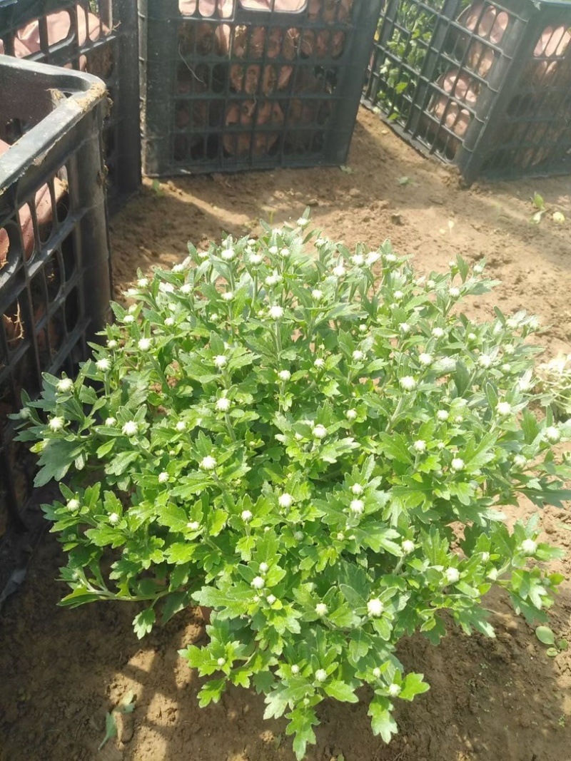 球菊大菊花