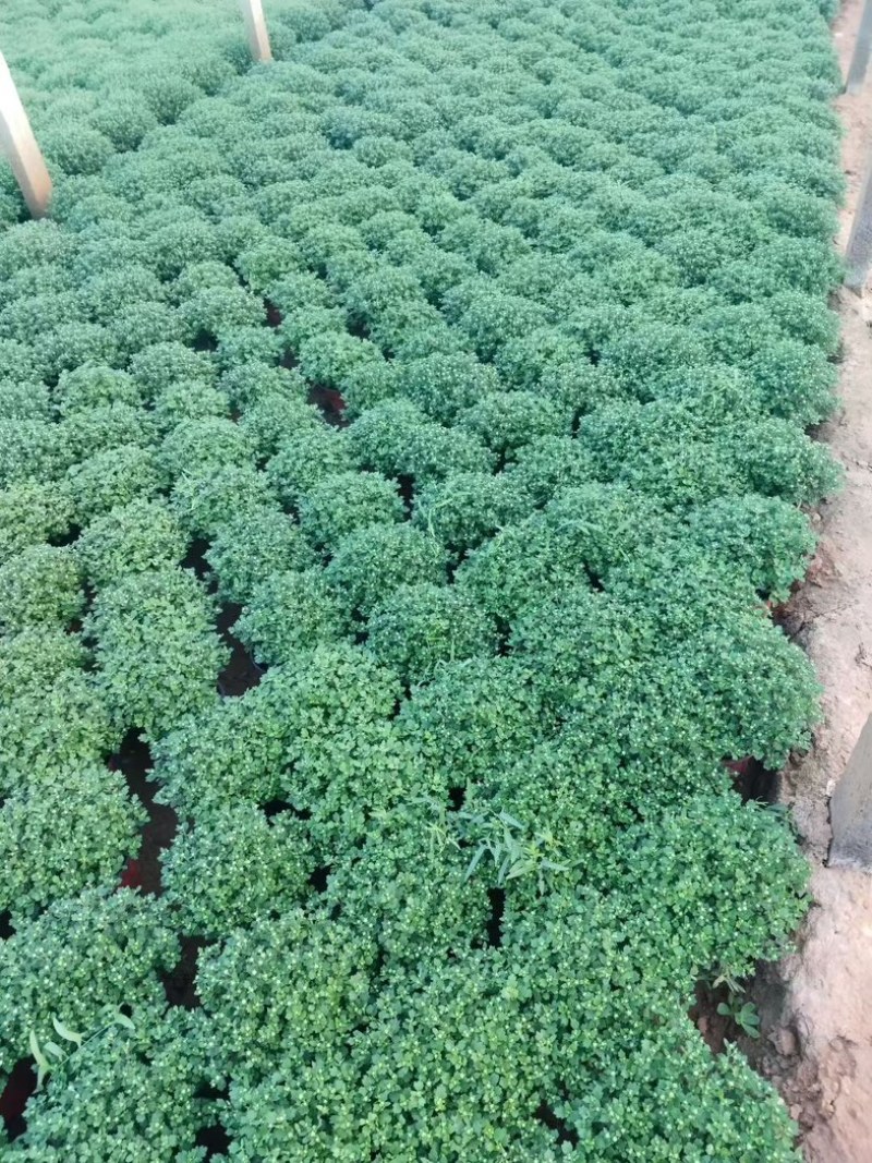 球菊大菊花