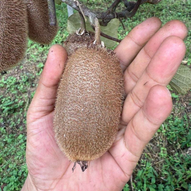 贵州猕猴桃修文猕猴