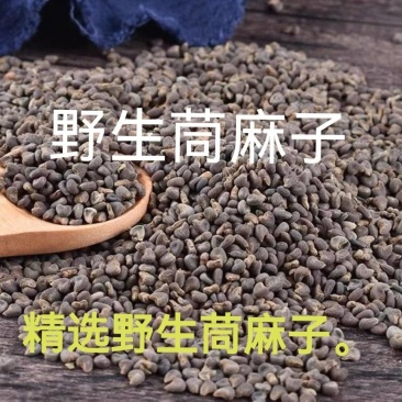苘麻子优质精选新货苘麻子批发零售量大从优