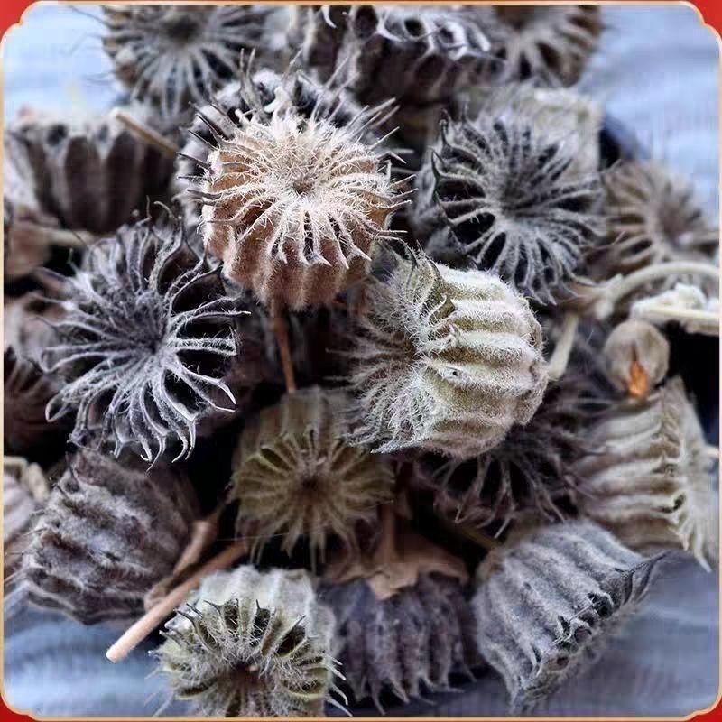 苘麻子优质精选新货苘麻子批发零售量大从优