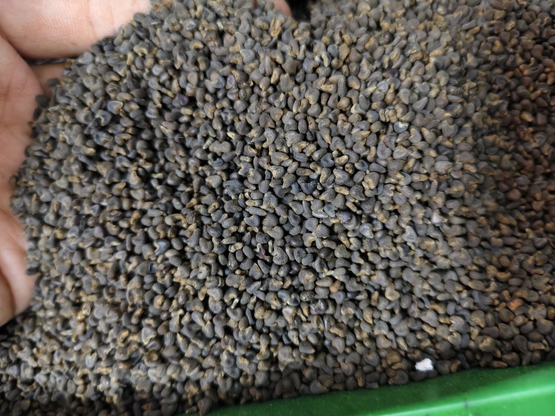 苘麻子优质精选新货苘麻子批发零售量大从优