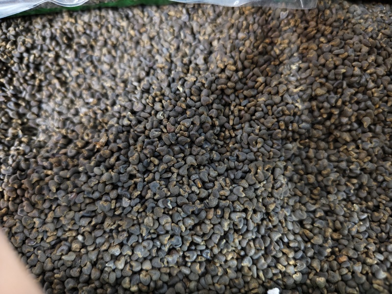 苘麻子优质精选新货苘麻子批发零售量大从优