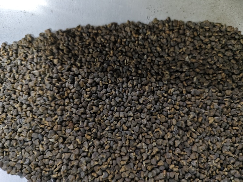 苘麻子优质精选新货苘麻子批发零售量大从优