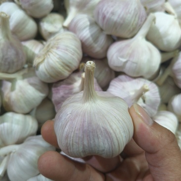精品大蒜