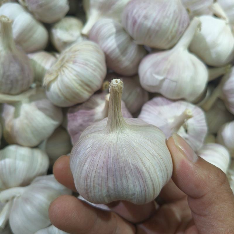 精品大蒜
