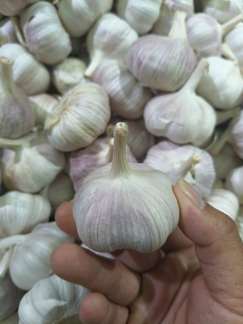 精品大蒜