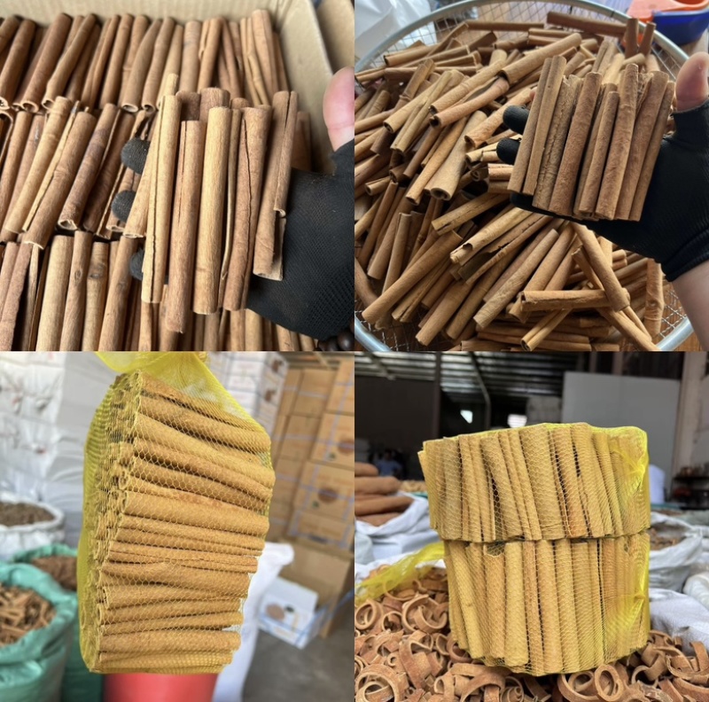 【广西玉林】10斤起批烟桂10公分左右产地一手货源