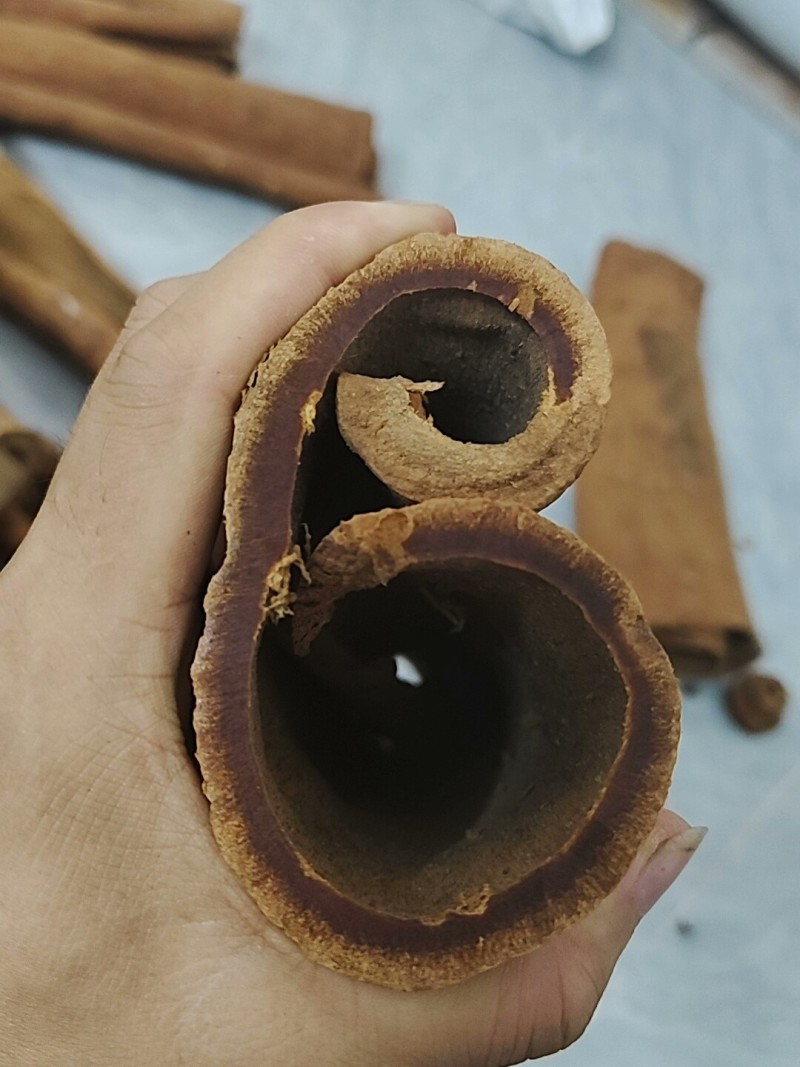 罕见油桂，百年油桂
