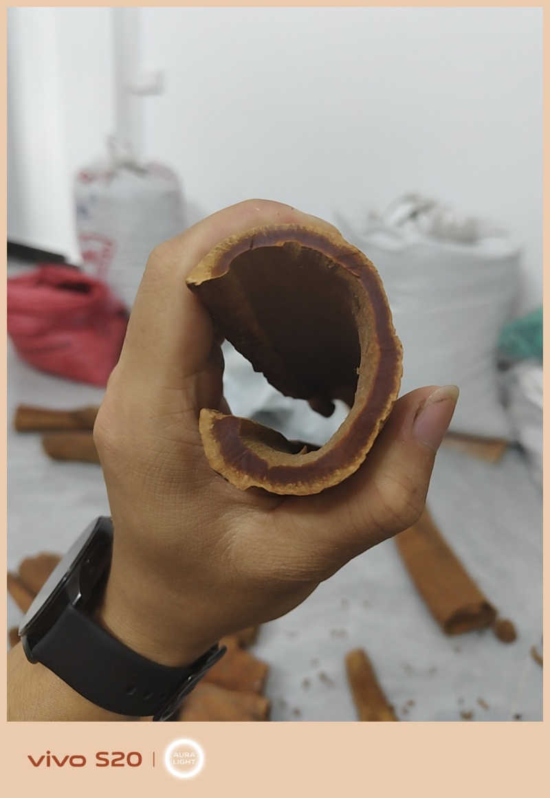罕见油桂，百年油桂