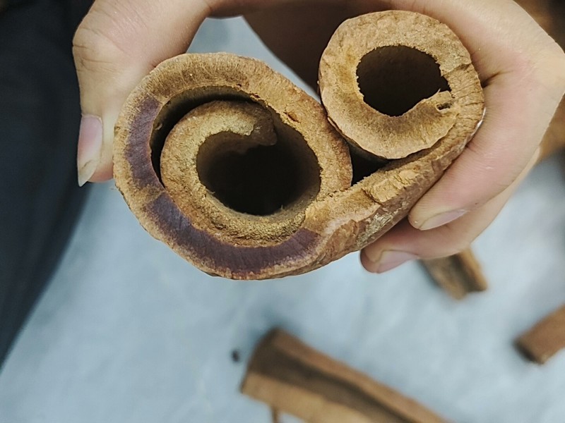 罕见油桂，百年油桂