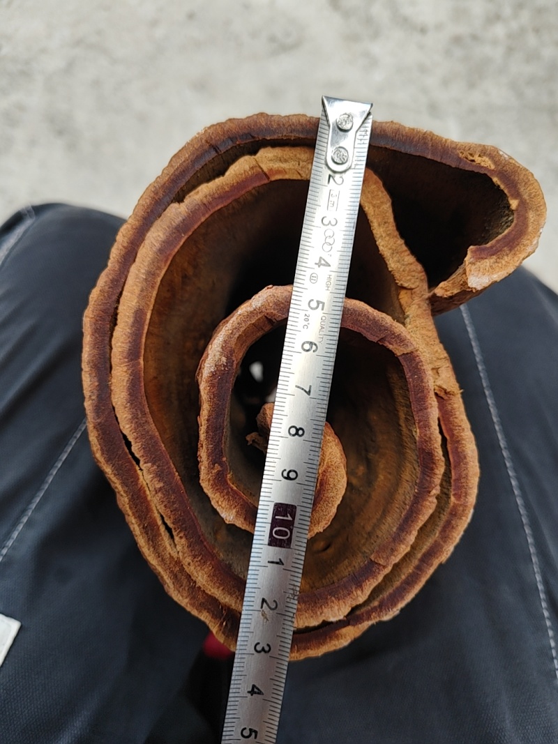 罕见油桂，百年油桂