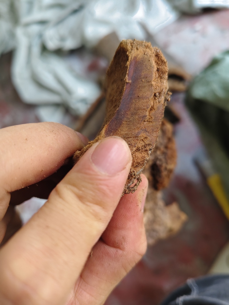 罕见油桂，百年油桂