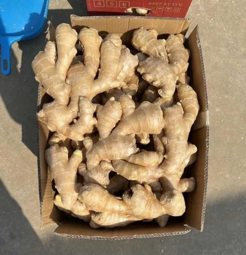 山东水洗生姜大黄姜可对接全国电商市场商超视频