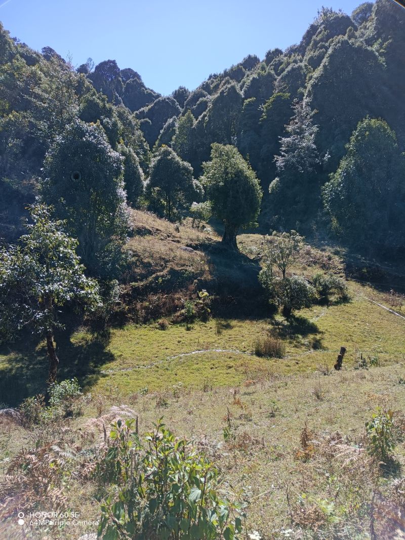 原生态—高原药材蜜、百花蜜（源自海拔2850米）