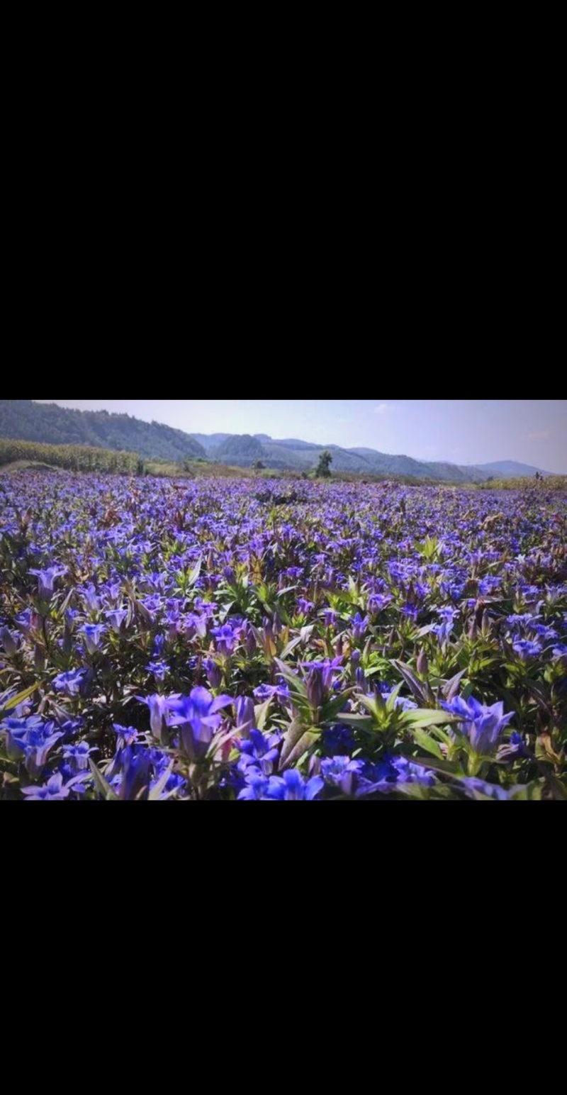 原生态—高原药材蜜、百花蜜（源自海拔2850米）
