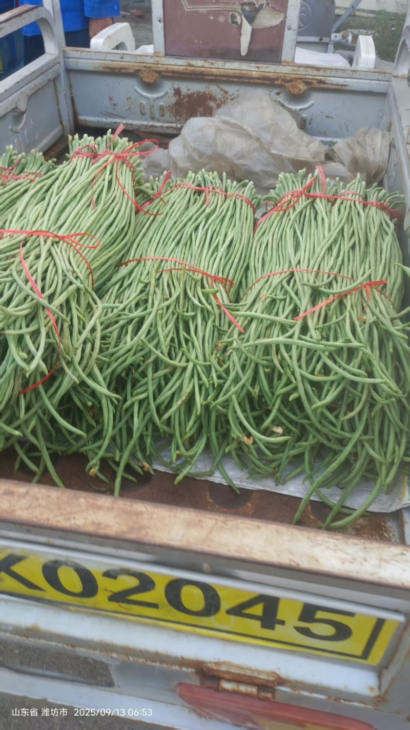 青条豆角精品豆角现摘现发产地直销量大从优可视频对接全国