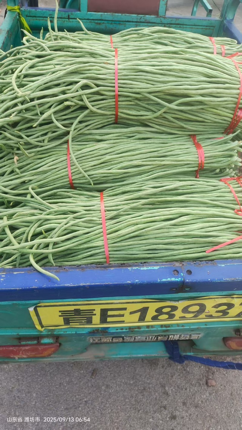 青条豆角精品豆角现摘现发产地直销量大从优可视频对接全国