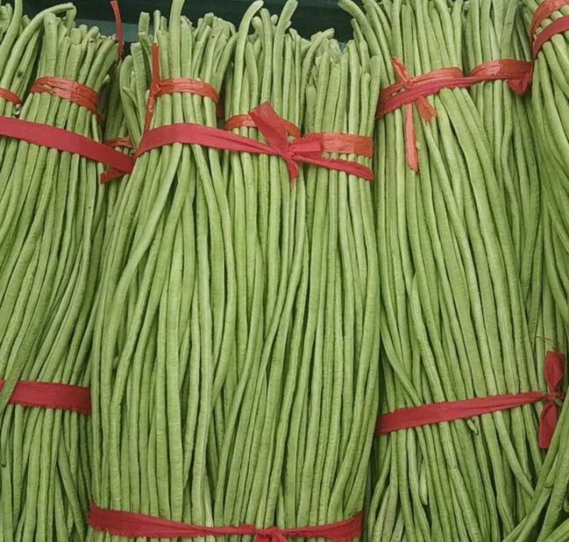 青条豆角精品豆角现摘现发产地直销量大从优可视频对接全国