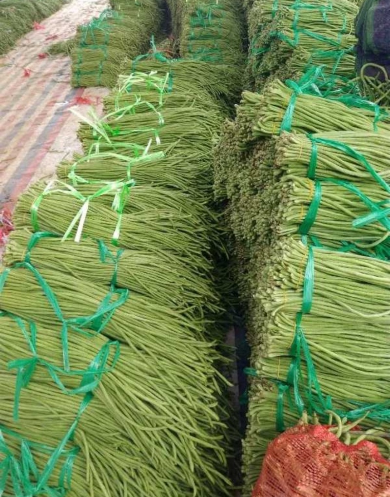 青条豆角精品豆角现摘现发产地直销量大从优可视频对接全国