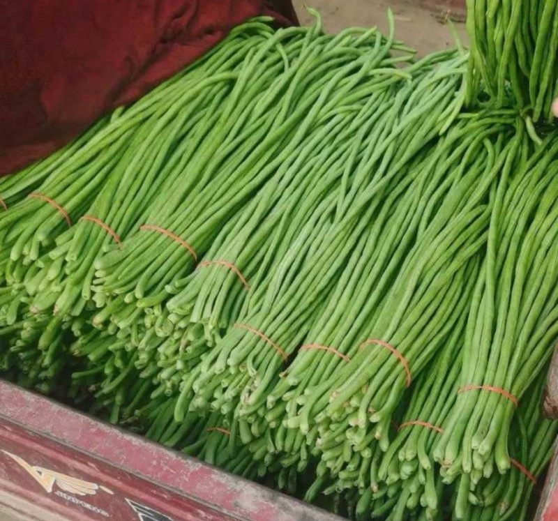 青条豆角精品豆角现摘现发产地直销量大从优可视频对接全国