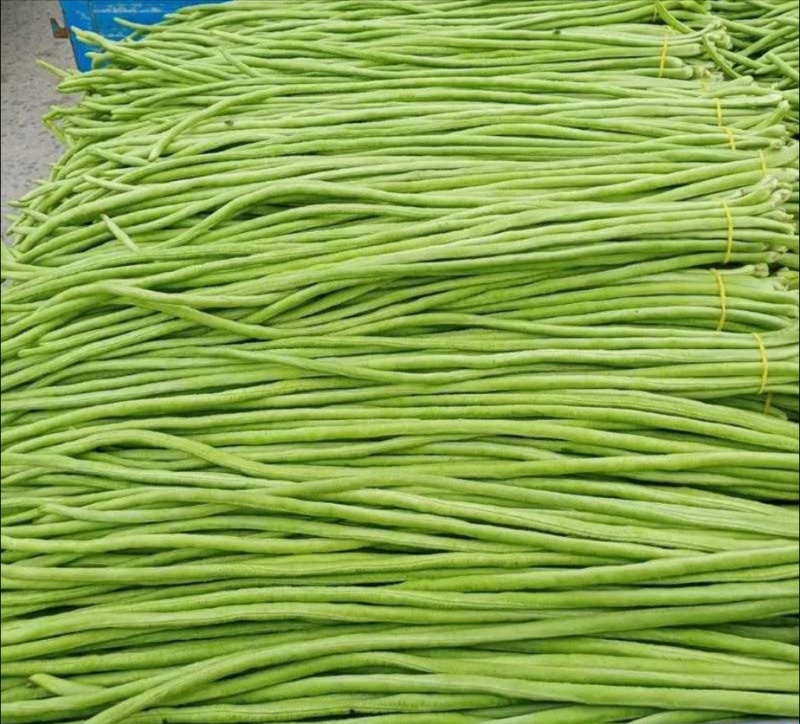 青条豆角精品豆角现摘现发产地直销量大从优可视频对接全国