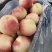 新货金秋红蜜桃子发全国，产地上货量大从优，欢迎客商咨询