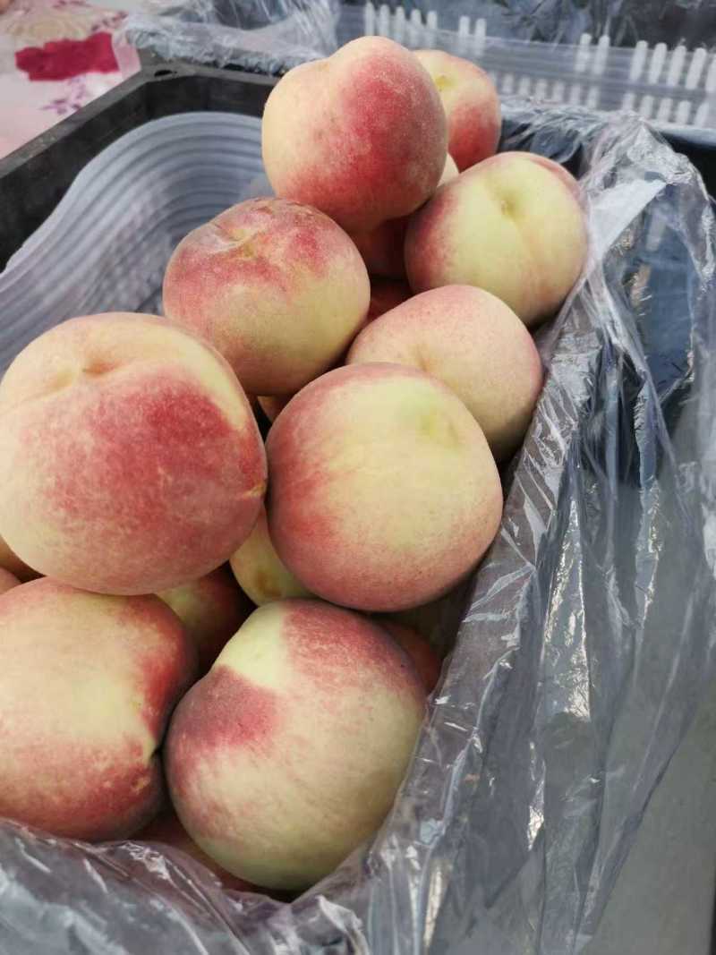 新货金秋红蜜桃子发全国，产地上货量大从优，欢迎客商咨询
