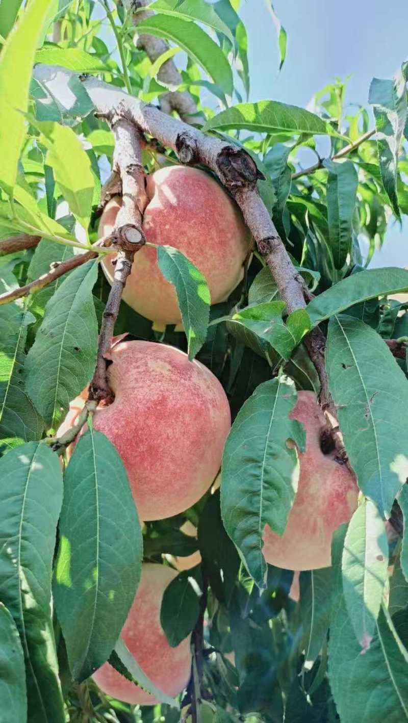 新货金秋红蜜桃子发全国，产地上货量大从优，欢迎客商咨询