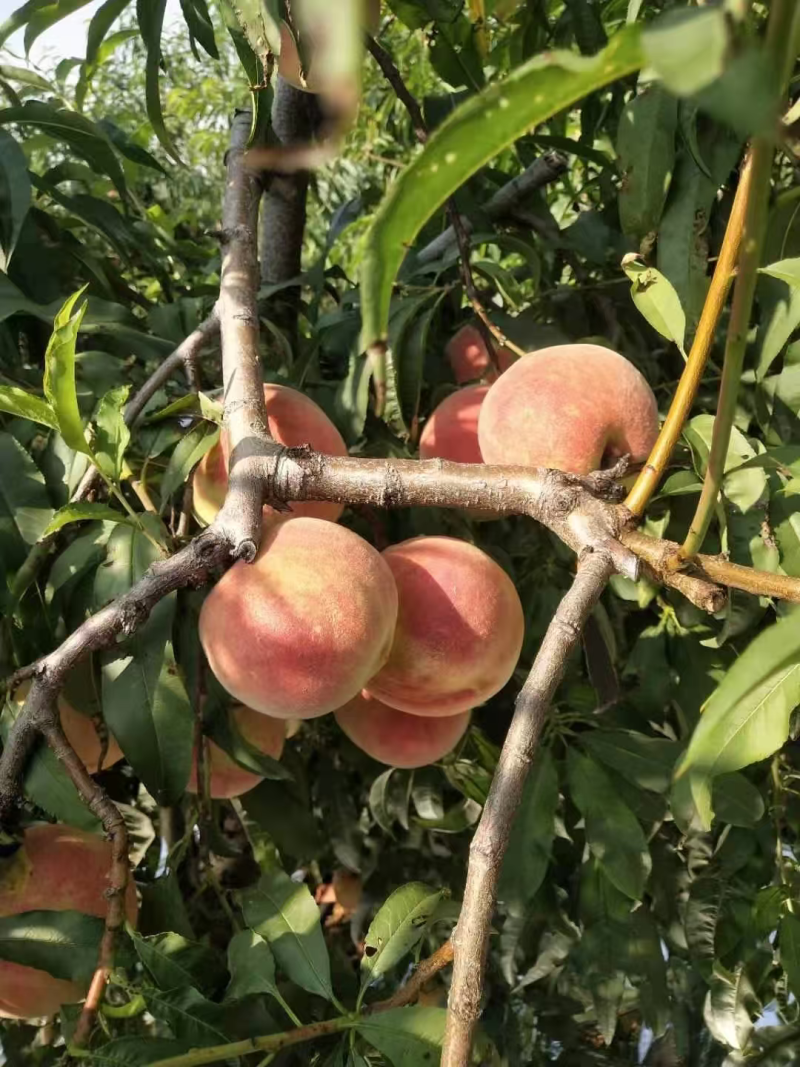新货金秋红蜜桃子发全国，产地上货量大从优，欢迎客商咨询