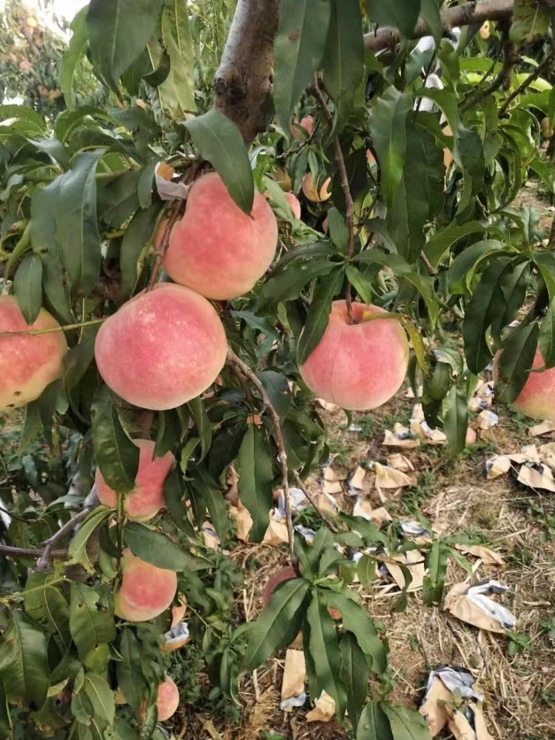 新货金秋红蜜桃子发全国，产地上货量大从优，欢迎客商咨询