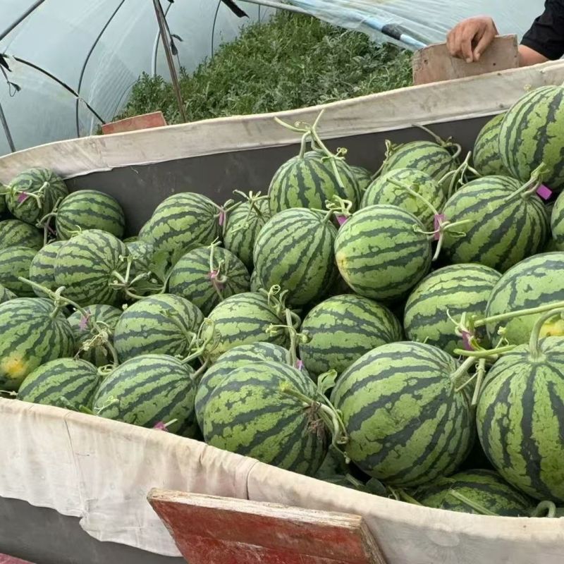 麒麟西瓜大量上市对接电商市场商超包熟包甜
