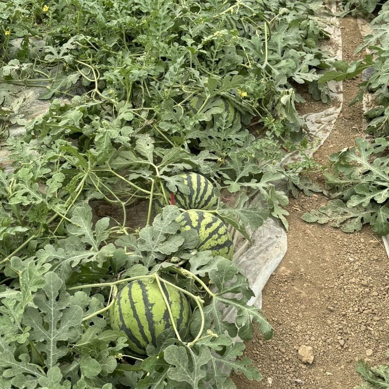 麒麟西瓜大量上市对接电商市场商超包熟包甜