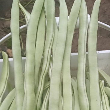 白豆