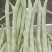 白豆