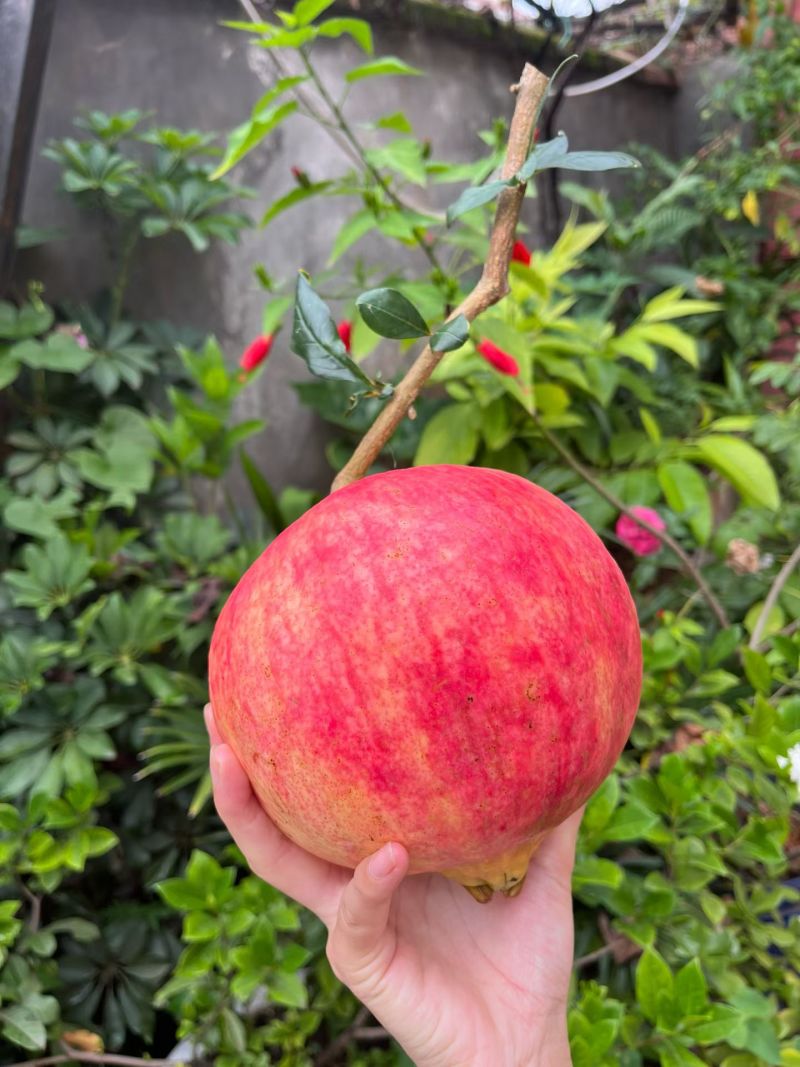 会理突尼斯软籽石榴